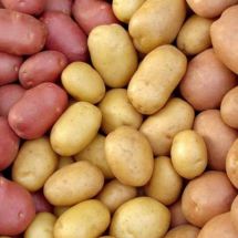  Семенной картофель