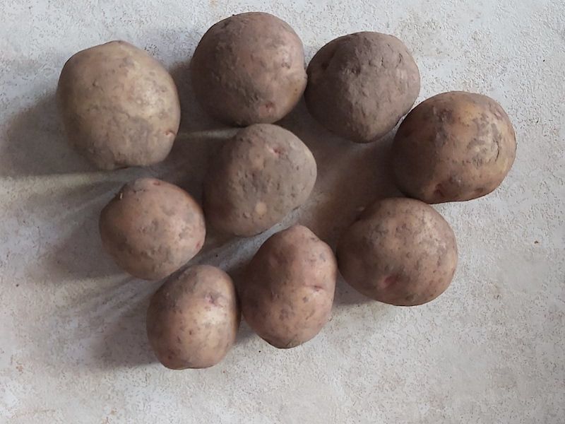 Сорт картофеля Жуковский. Картошка Колорадо. Картофель Жуковский фото. Штат Колорадо картошка.