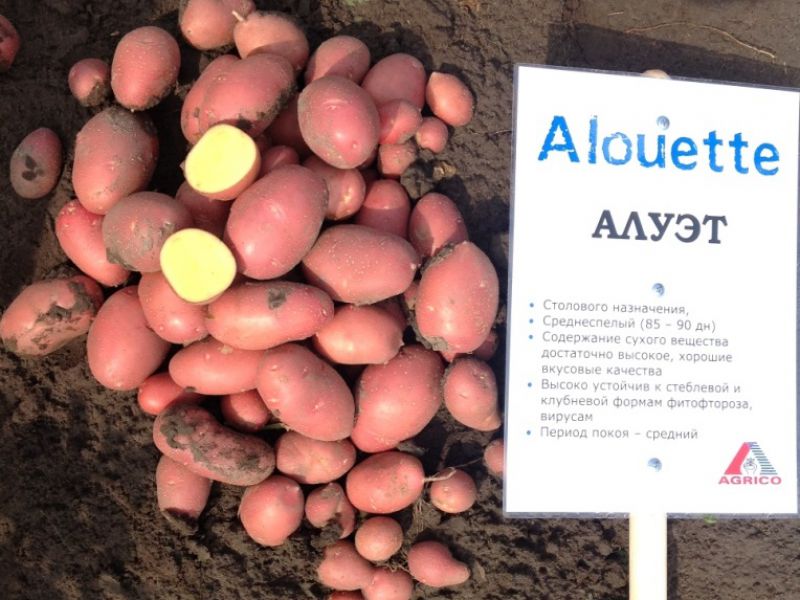 Семенной картофель сорта Алуэт оптом: продажа, цены, гарантия качества