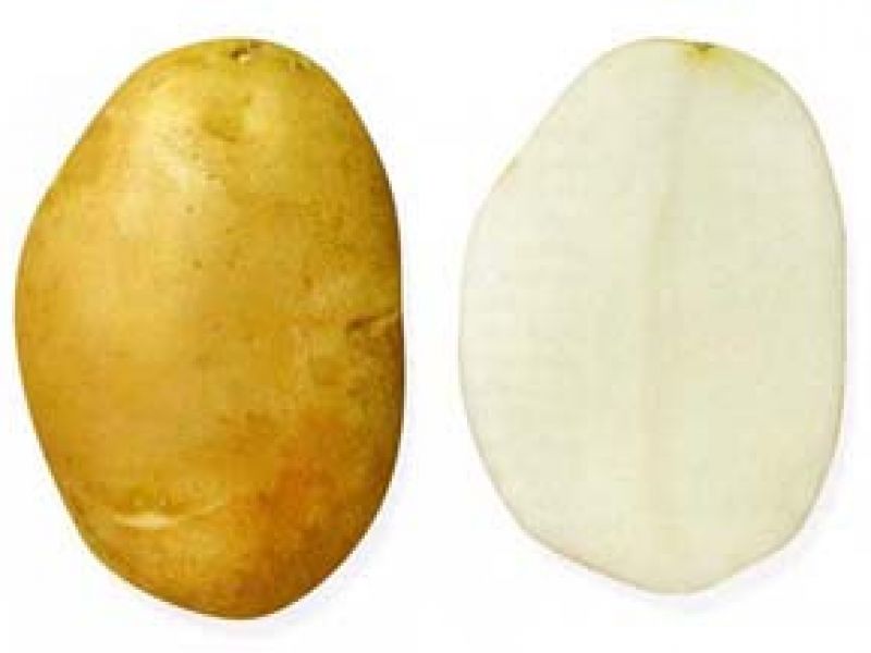 Картофель рябинушка описание сорта фото