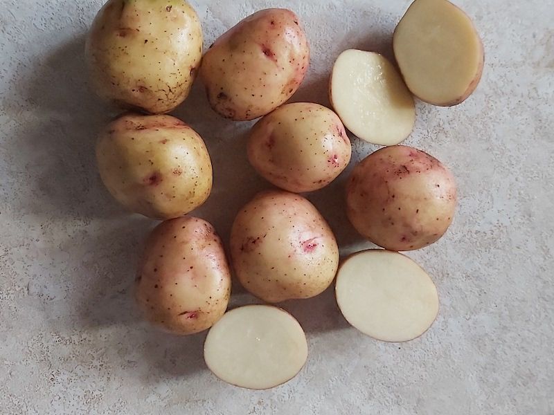 Сорт картофеля жуковский ранний характеристика. Картошка Колорадо. Картофель Колорадо описание сорта фото отзывы.