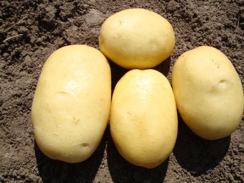 Вега картофель характеристика отзывы фото. Сорт картофеля Вега. Картофель семенной, сорт Вега. Сорт картофеля Джувел. Картофель семена Вега.