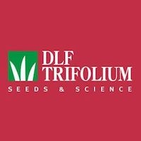 dlf-trifolium
